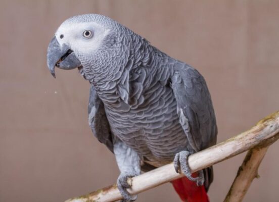 buy african grey parrot online