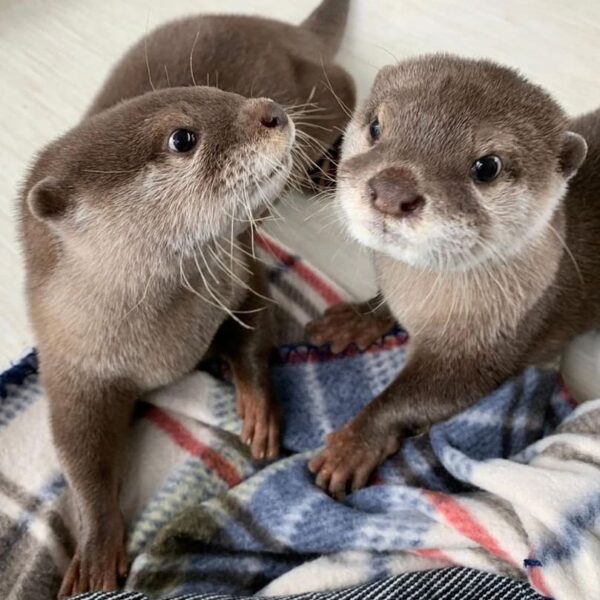 Otters for sale