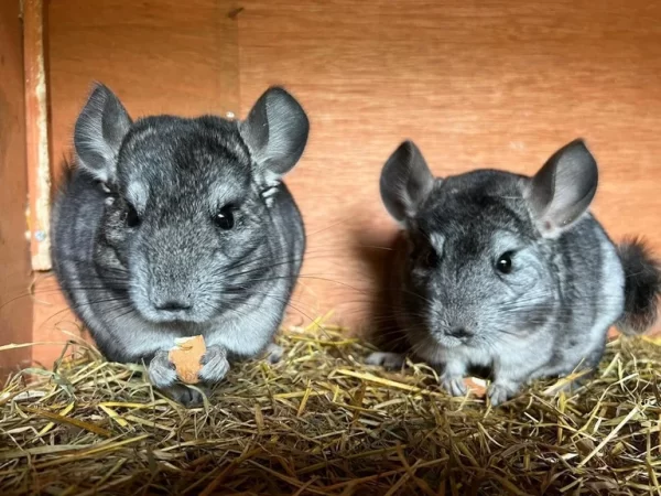 chinchillas for sale