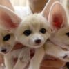 Fennec Fox For Sale