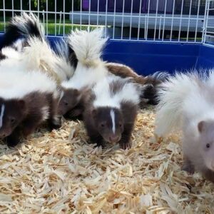 skunks for sale