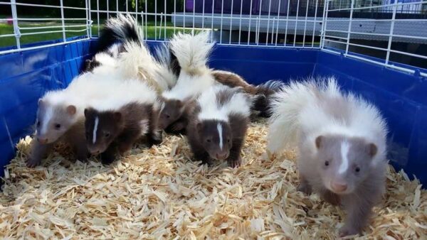 skunks for sale