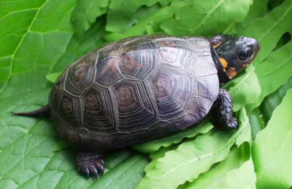 bog turtle for sale