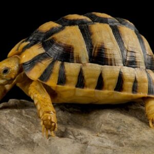 egyptian tortoise for sale