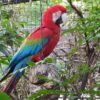 green wing macaw for sale