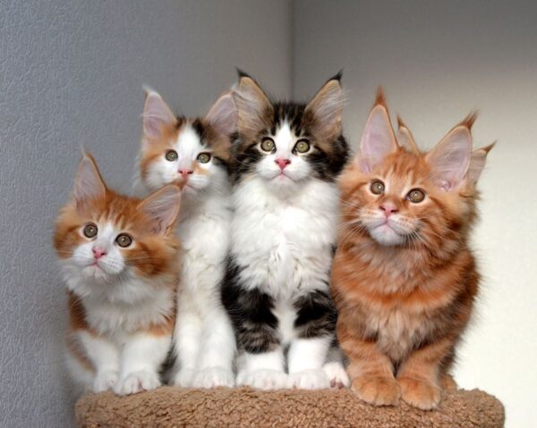 maine coon kittens for sale