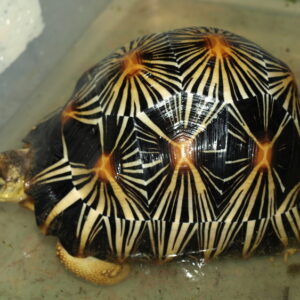 radiated tortoise for sale