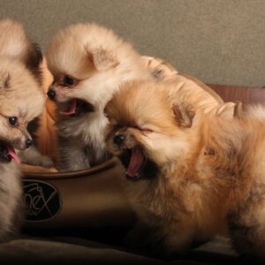 Pomeranian puppies for sale