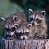 raccoon for sale