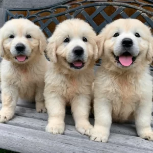 golden retriever puppies for sale