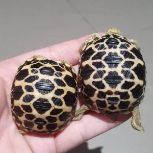 burmese star tortoise for sale