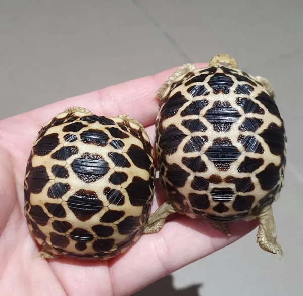 burmese star tortoise for sale