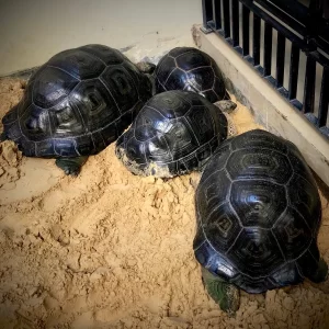 aldabra tortoise for sale 