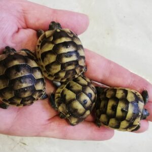 greek tortoise for sale
