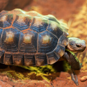 desert tortoise for sale