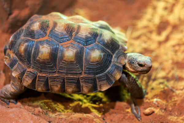 desert tortoise for sale
