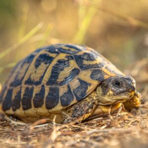 hermann's tortoise for sale