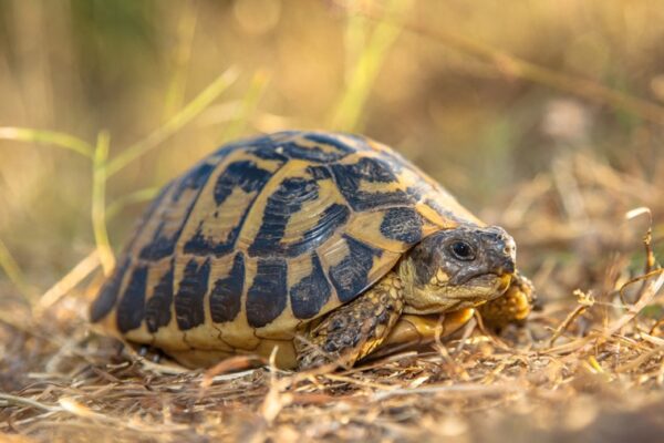 hermann's tortoise for sale