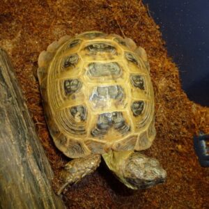 russian tortoise for sale