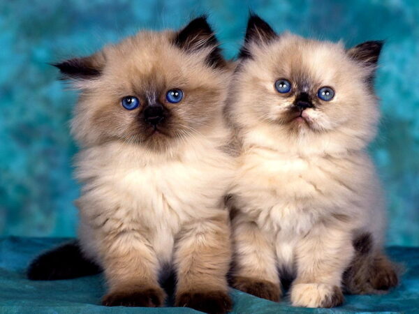 himalayan kittens for sale