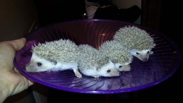 Hedgehogs for sale