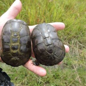 african dwarf mud turtle for sale