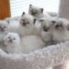 ragdoll kittens for sale