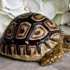 high white leopard tortoise for sale