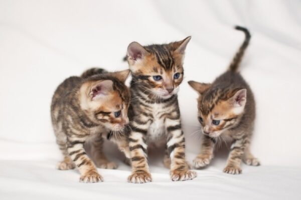Toyger Kittens for sale
