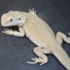 Witblit Bearded Dragons for sale