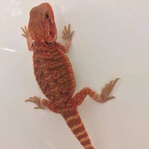 Red Bearded dragon for sale