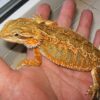 Citrus bearded dragon