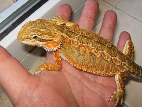 Citrus bearded dragon